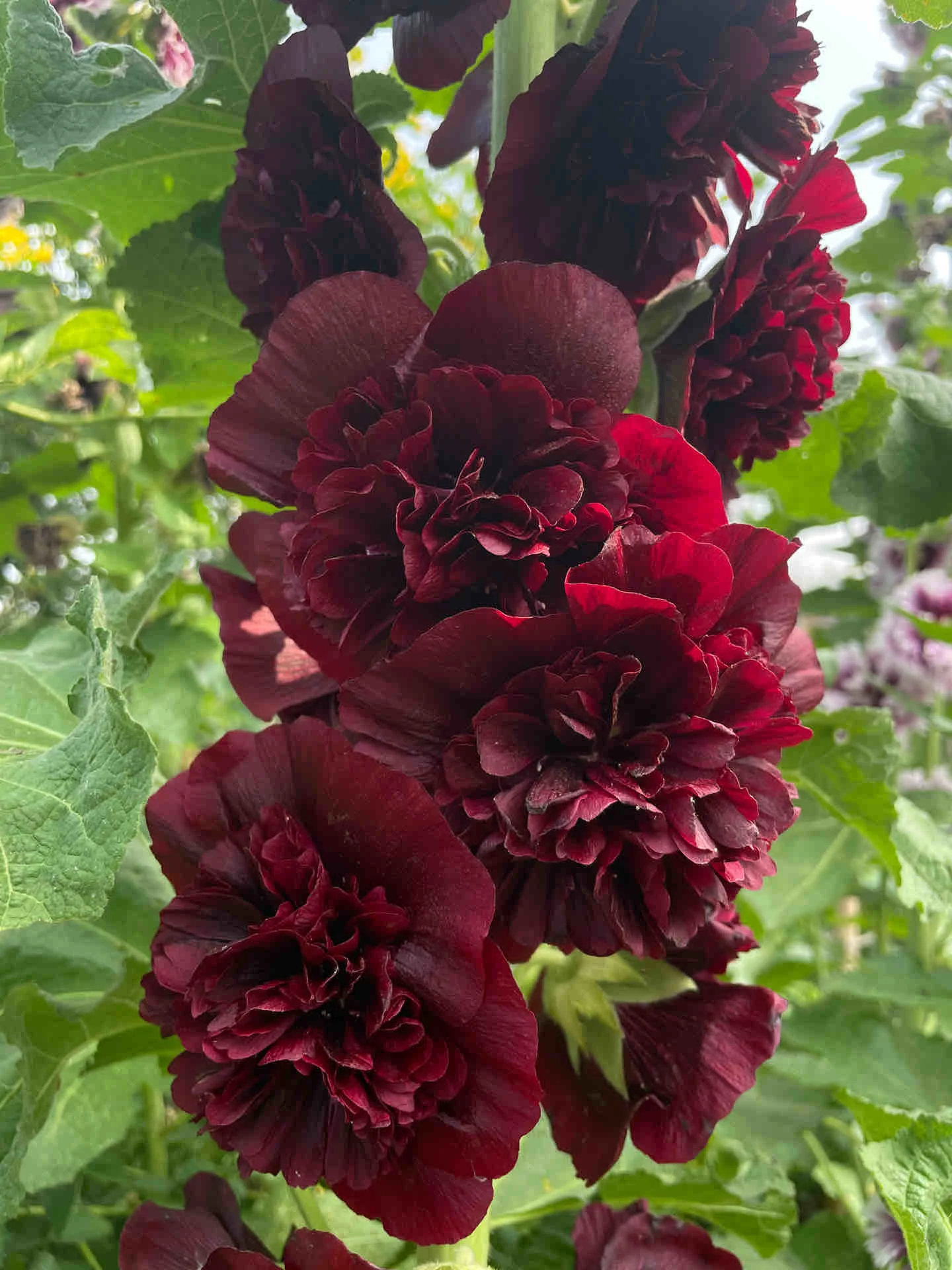 🌸 Schöne Stockrosen: Einfach zu pflanzen, Jahr für Jahr blühen! 🌸
