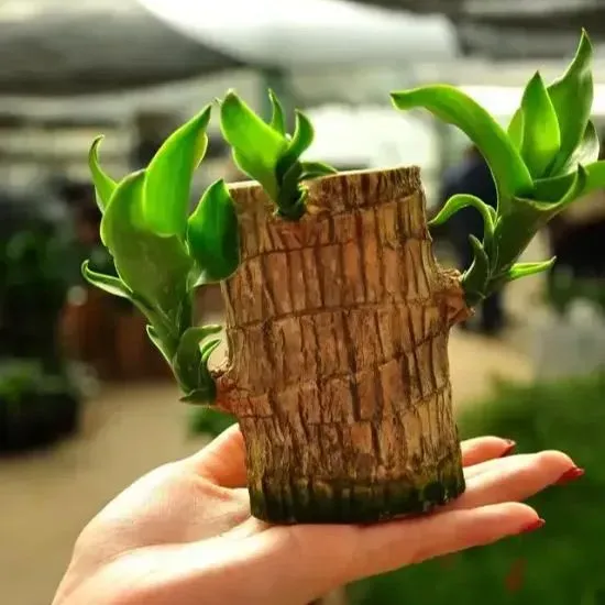 🎁Glückssymbol🪴Brasilianisches Holz🍀Die besten Grünpflanzen zum Wachsen