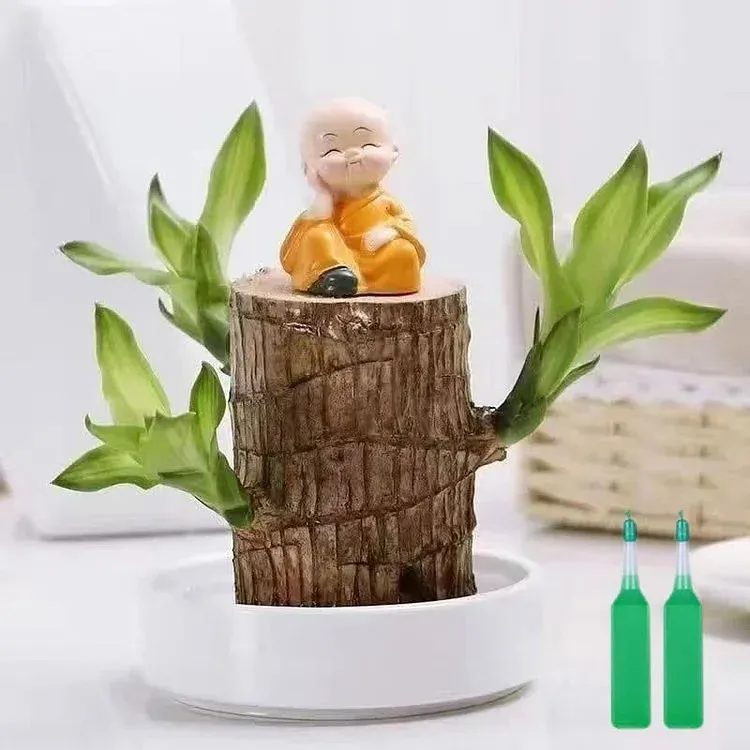 🎁Glückssymbol🪴Brasilianisches Holz🍀Die besten Grünpflanzen zum Wachsen
