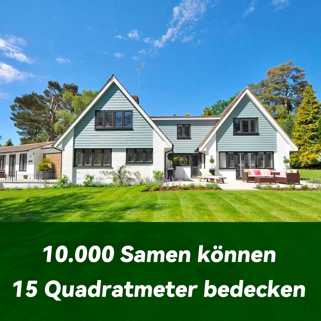 🌱 Immergrünes Zwerggrassamen für vier Jahreszeiten | Erstellen Sie hier Ihren perfekten Rasen!