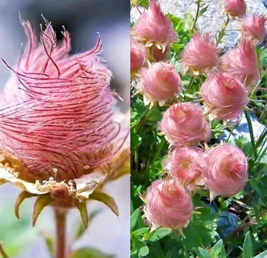 Prärie-Rauchblume Samen