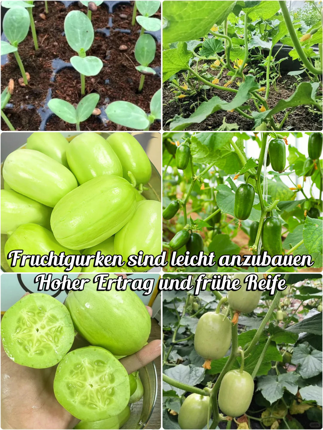 🌟 Jade Lady Gurkensamen🥒Erfrischend, knackig und zart🍃die erste Wahl für Köstlichkeiten!