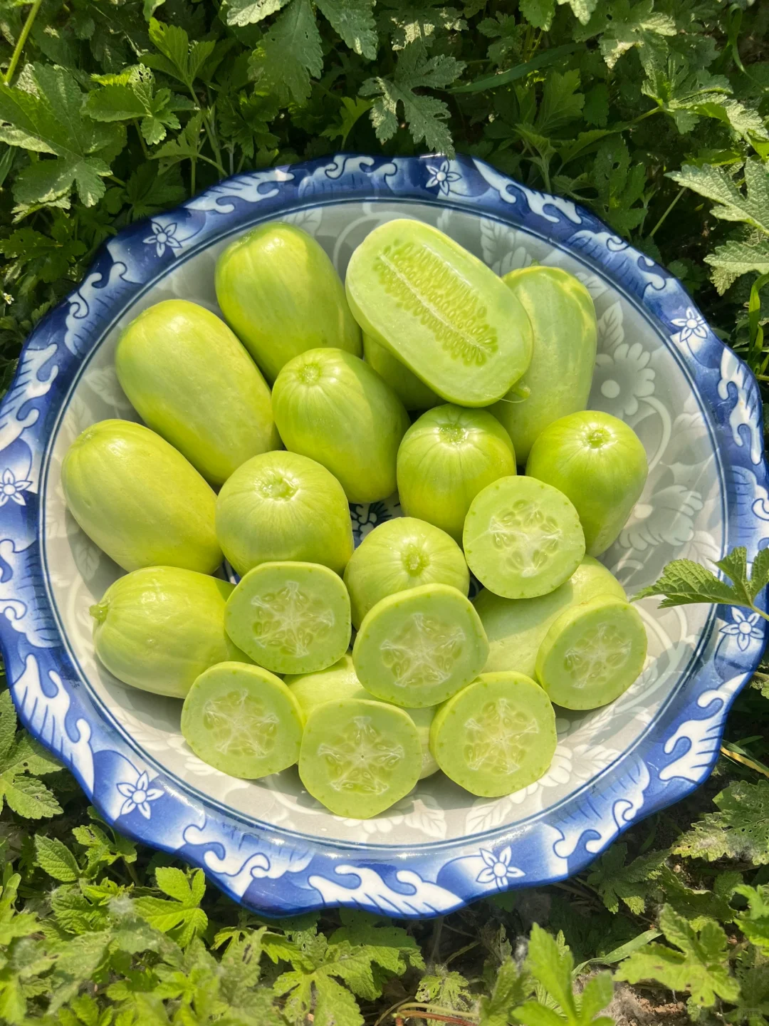 Jade Lady cucumber