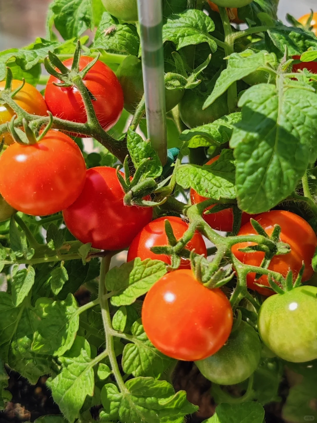 Dwarf Tomatos Seeds🍅Easy to Grow, Sweet Harvest