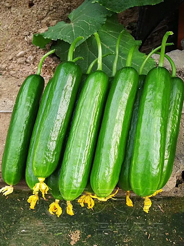 🌟 Jade Lady Cucumber Seeds🥒Refreshing, crisp and tender🍃the first choice for deliciousness!