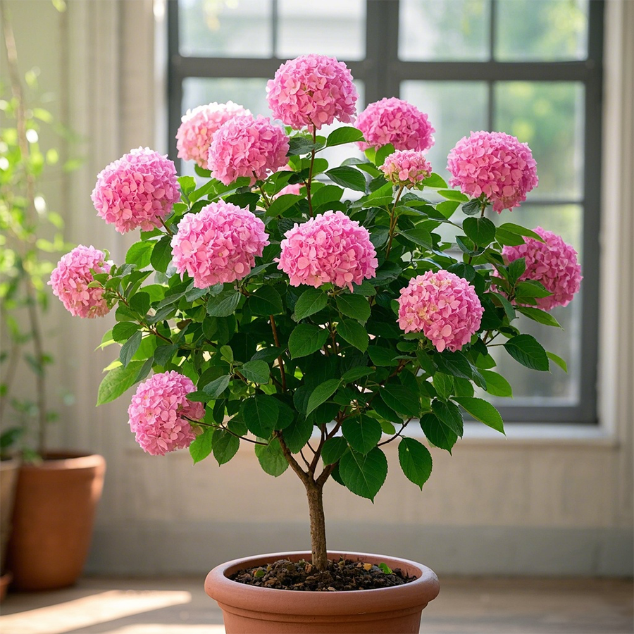 Potted Hydrangea Tree