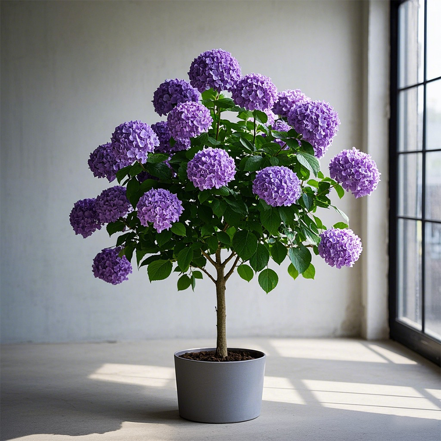 Potted Hydrangea Tree
