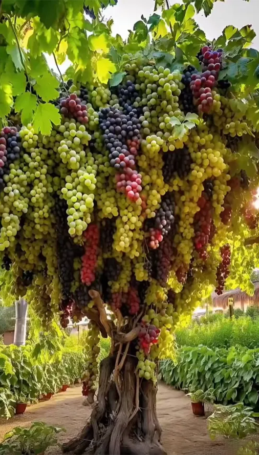 Giant Grape Tree Seeds: Thin-Skinned, Large, and Seedless 🍇🌿