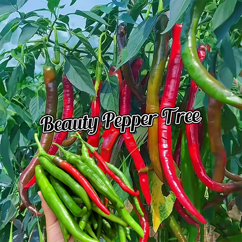 🌶️Roter Chili-Baum🌳Pfeffersamen 🔥Scharfe Sorte