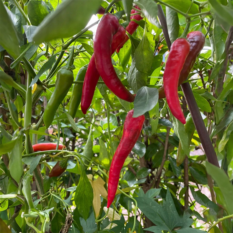 🌶️Roter Chili-Baum🌳Pfeffersamen 🔥Scharfe Sorte