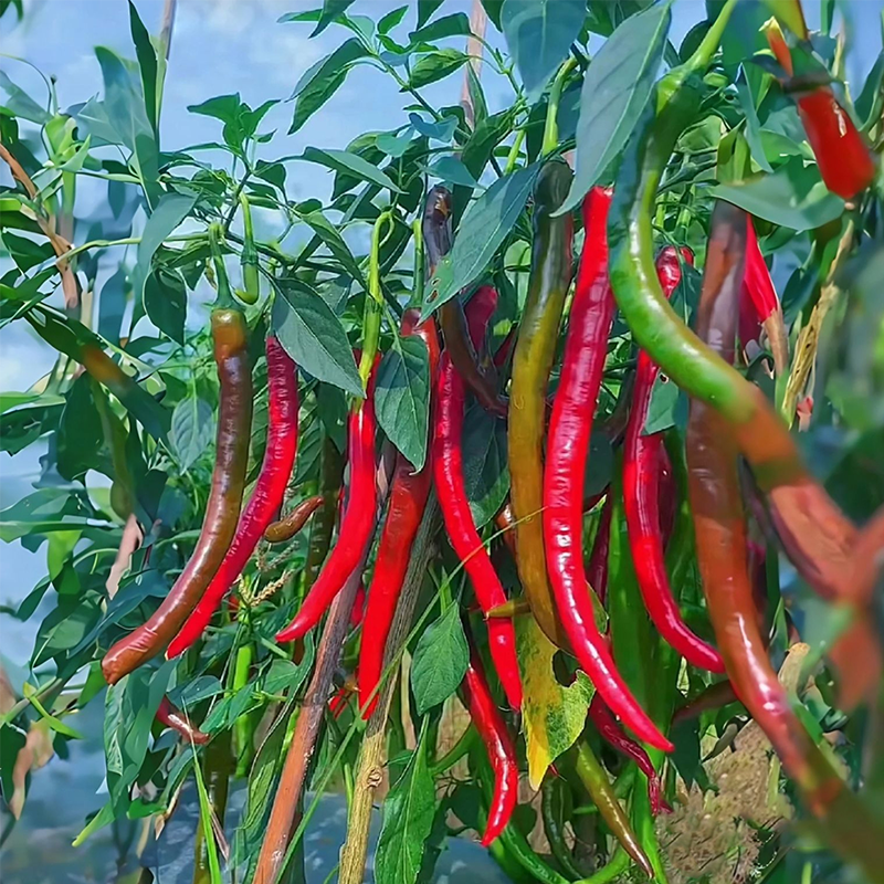 🌶️Roter Chili-Baum🌳Pfeffersamen 🔥Scharfe Sorte