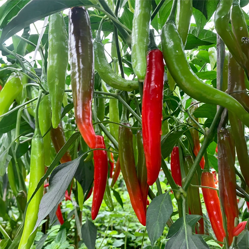 🌶️Roter Chili-Baum🌳Pfeffersamen 🔥Scharfe Sorte