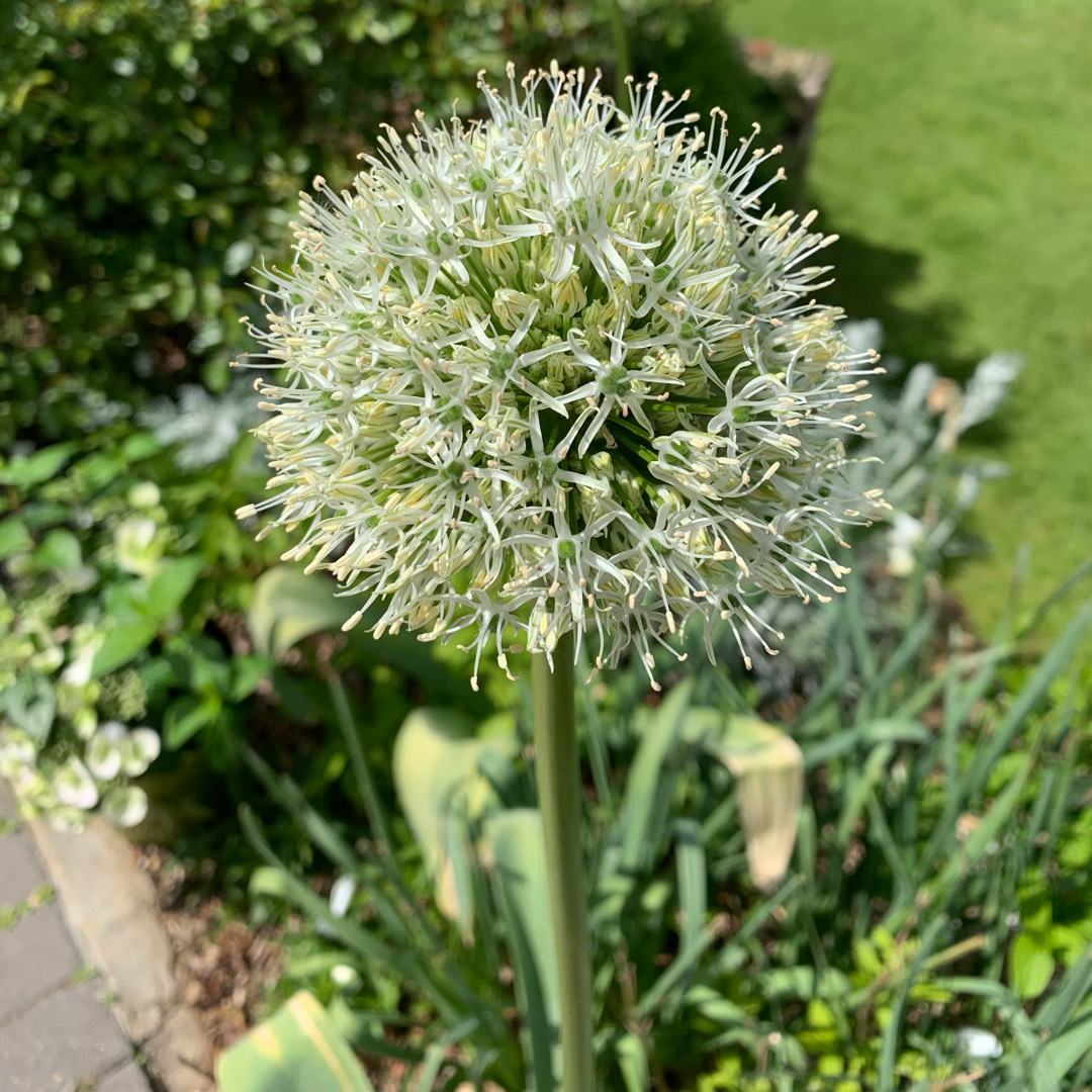 Garden Outdoor Giant Allium Giganteum Beautiful Flower Seeds Bonsai Plant Seeds