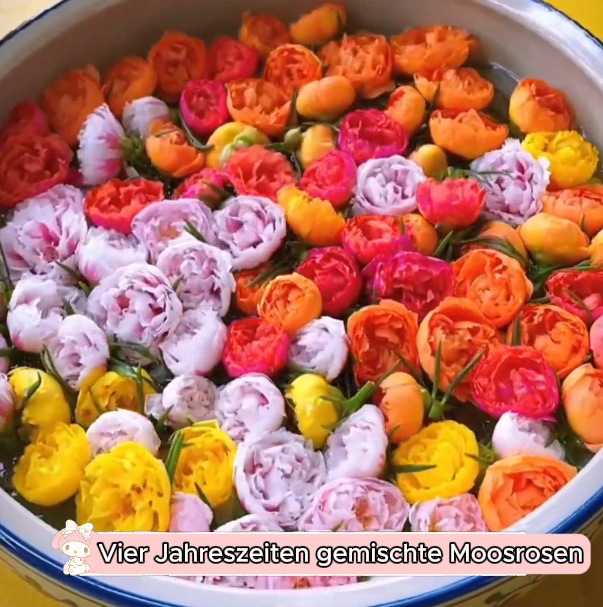🌼5000+ Vier Jahreszeiten gemischte Moosrosen Samen