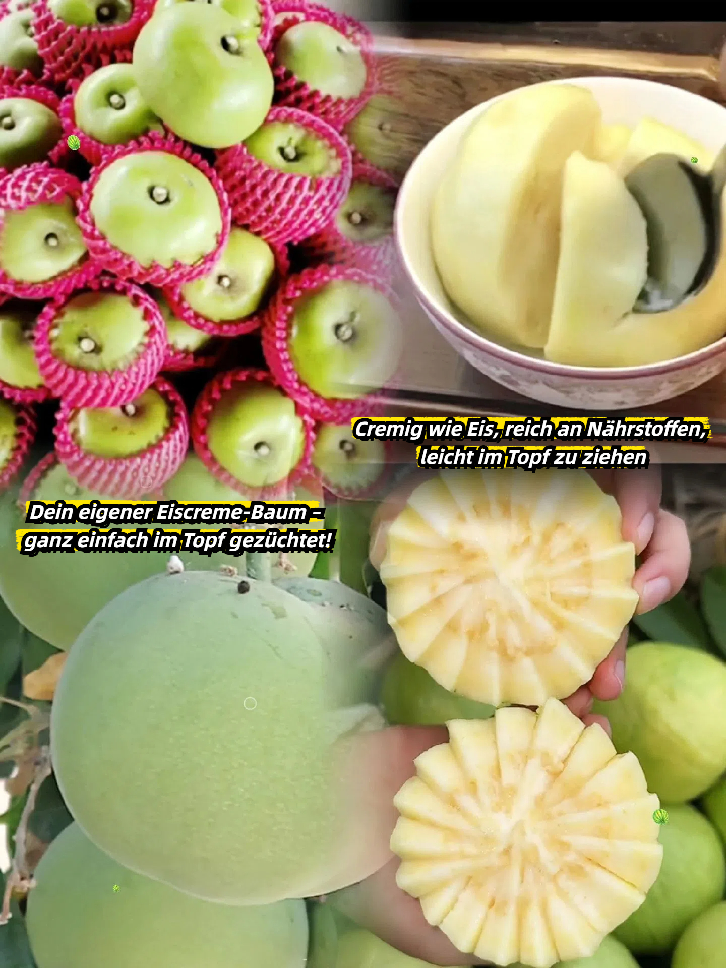 🍨 Eisfrucht – Weiße Kaki 🍃Samen