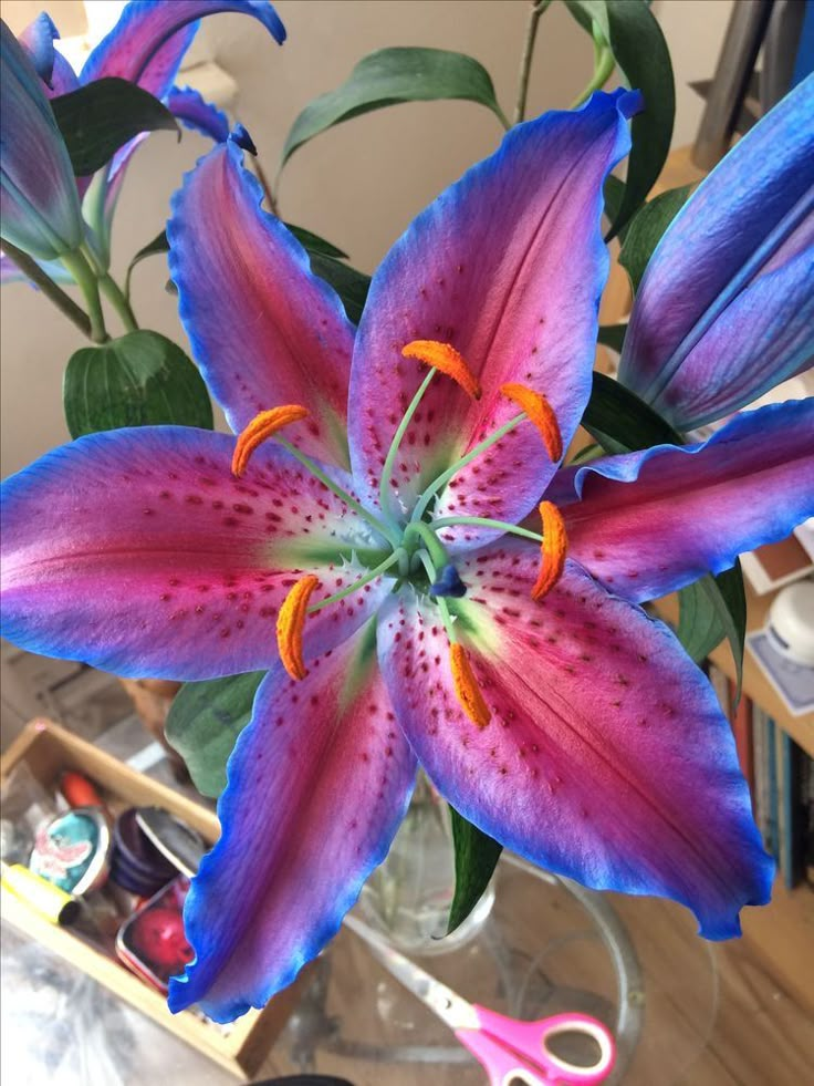 Liliensamen in seltenen Farben – Blüten voller Eleganz und Anmut 🌸