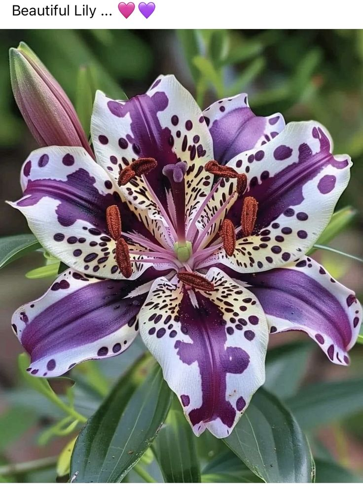 Liliensamen in seltenen Farben – Blüten voller Eleganz und Anmut 🌸