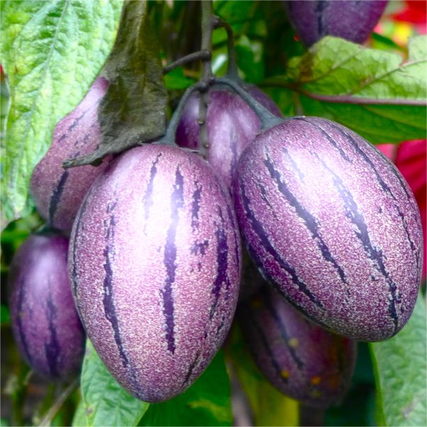 Pepino Melonensamen, Melonenbirne oder süße Gurke Exotische Frucht, Ginseng Fruchtsamen