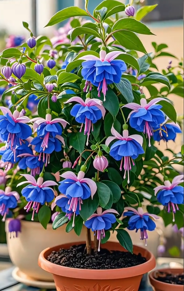 Fuchsia samen - Laternenblume