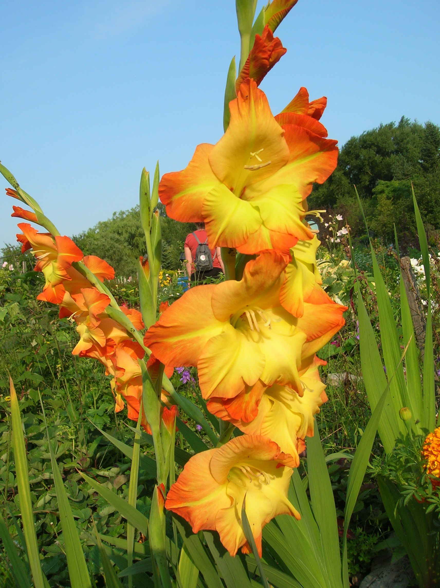 🎉Limited Time Offer: 50% Off : Gladiolus Bulbs!