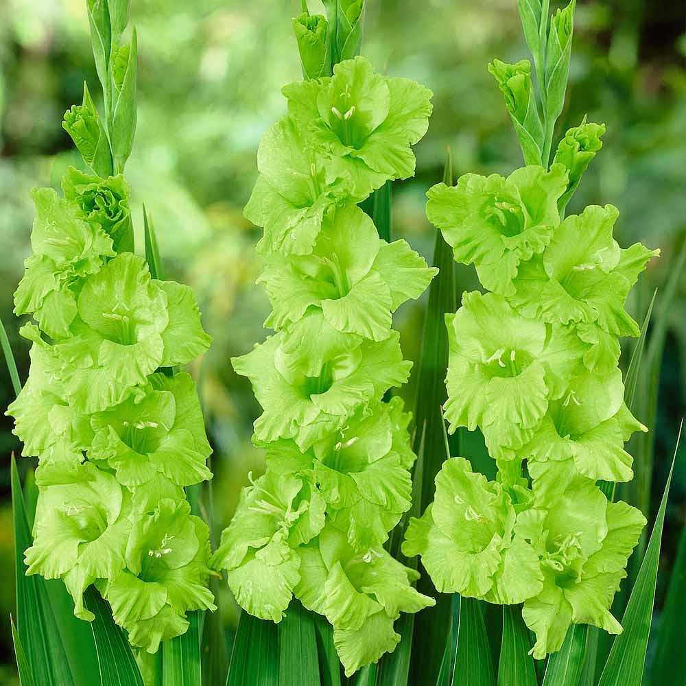 🎉Limited Time Offer: 50% Off : Gladiolus Bulbs!