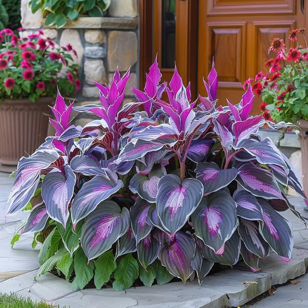 🔥Last day clearance🔥Premium Rare Hosta Seeds🌿Shade-Tolerant Plant