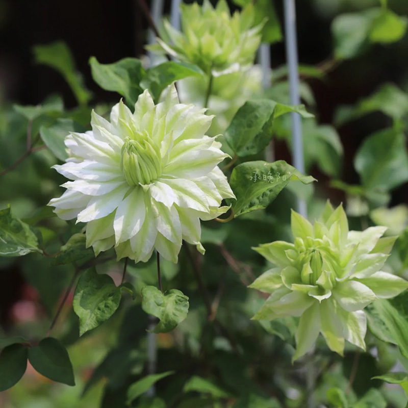 🚀Heißer Verkauf🌿Mehrfarbige Clematis🌱Einfach zu pflanzen