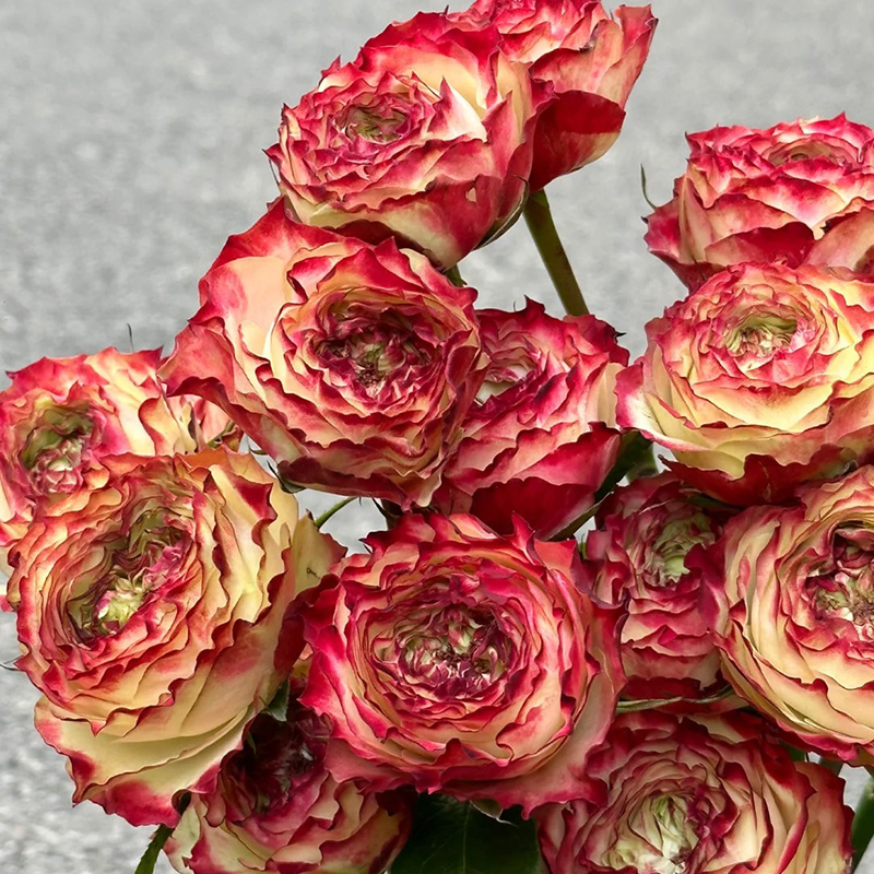 🔥Heißer Verkauf💖Seltene Rosensamen🚀Ausgewählte Samen