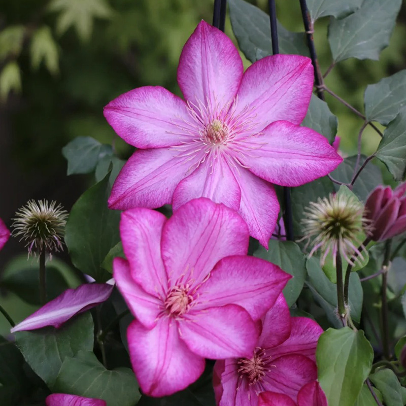 🚀Heißer Verkauf🌿Mehrfarbige Clematis🌱Einfach zu pflanzen