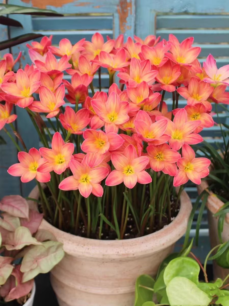 Rain orchid-Blooms once the next rain falls