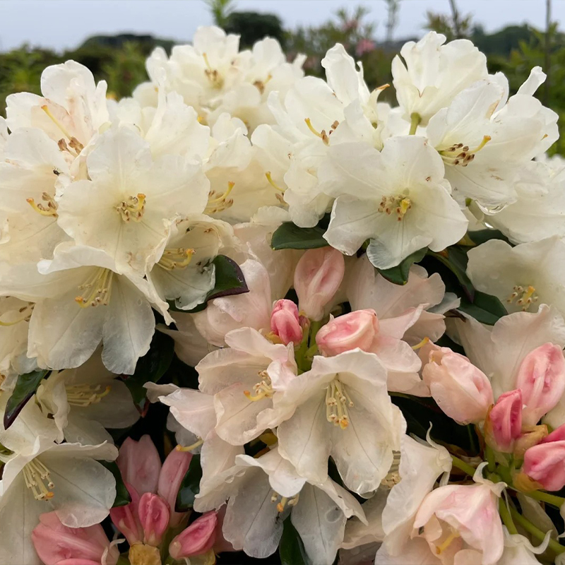 Alpenrhododendron
