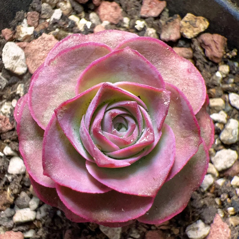 🔥Heißverkauft🌹Bergrose🌱Einfach zu pflanzen