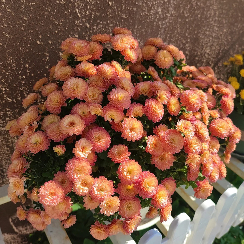 🔥Heißer Verkauf🚀Bonbon-Chrysanthemensamen🌿Rabatt zum halben Preis