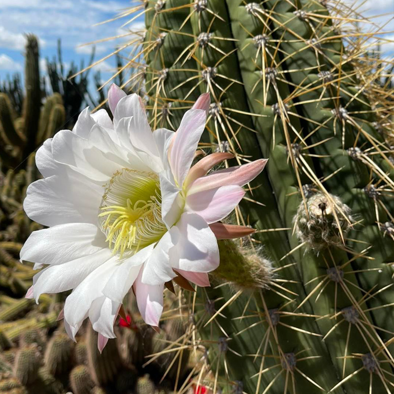 🦄Magische Pflanze🌵Blühender Kaktus💖heißer Verkäufer