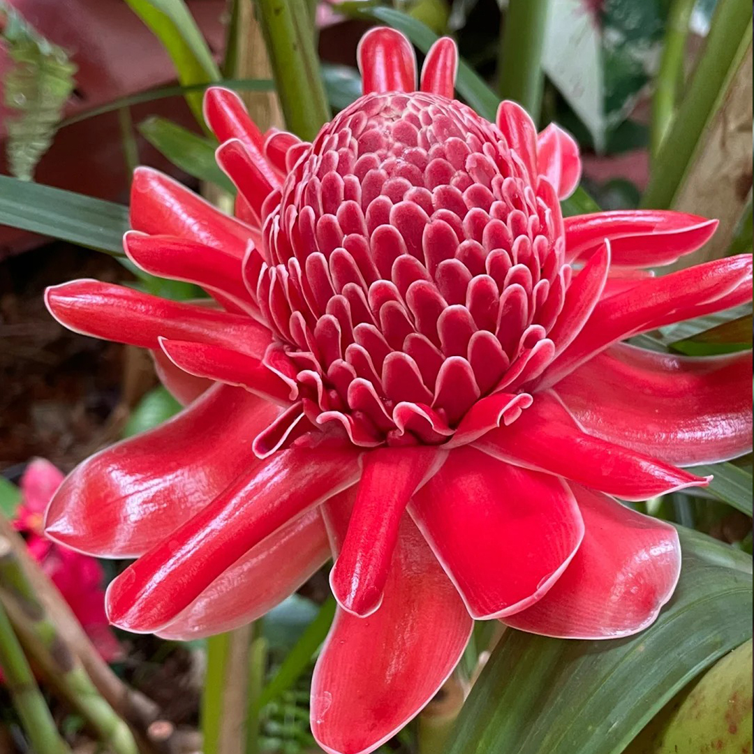 🚀Magische Pflanze💖Fackel-Ingwer🔥Flammendes Aussehen