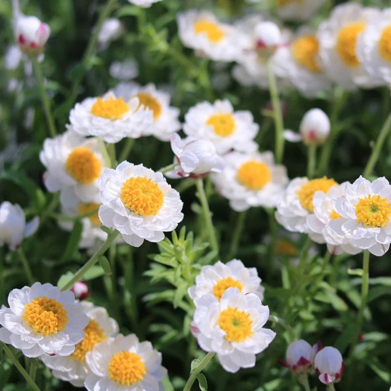 🚀2024 heißer Verkauf🌼weiße schöne Chrysantheme💖einfach zu pflanzen