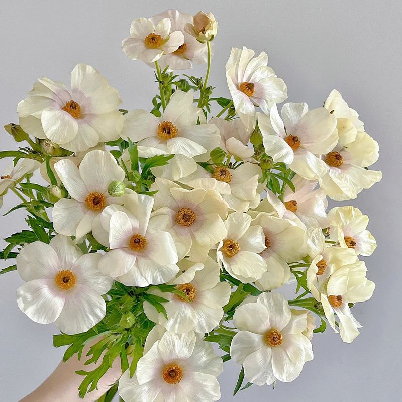 Schmetterlings-Hahnenfuß