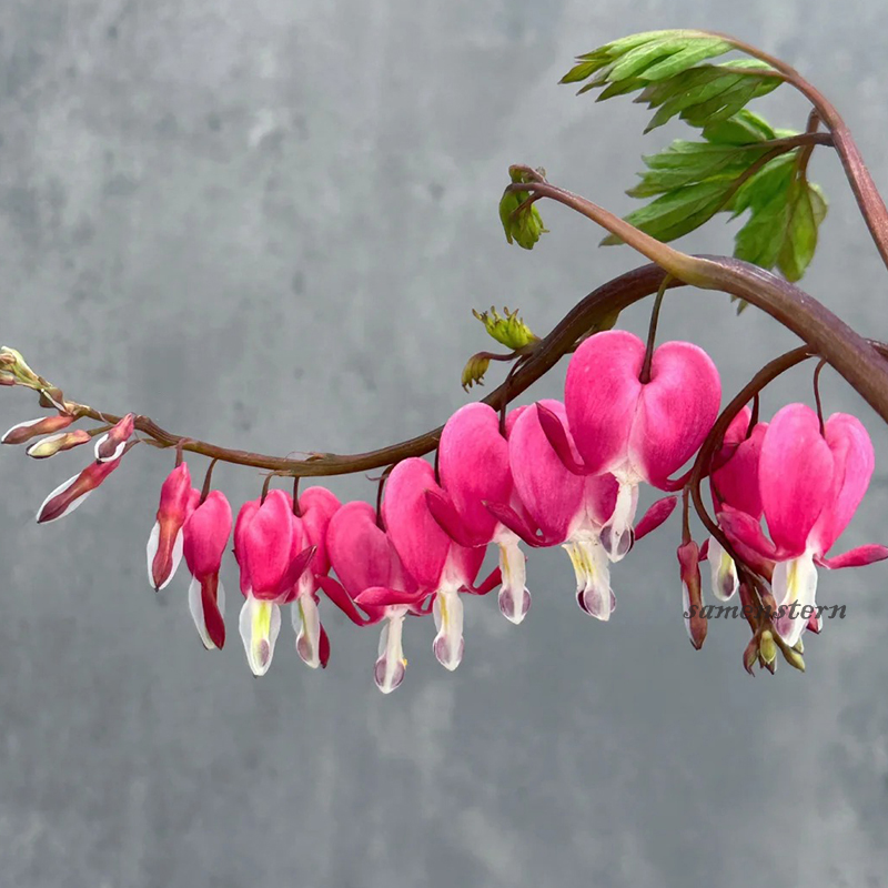 🌈Neues Produkt auf den Markt gebracht🦄Goldene Glockenblumensamen✨Blumen blühen kopfüber