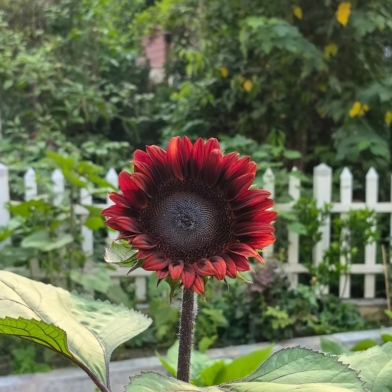 🔥Heißer Verkauf🚀Magische Sonnenblume🩷Super Rare