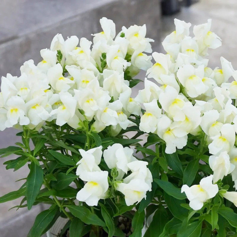 🔥Heißer Verkauf,💖Löwenmaul,🚀bunte Serie