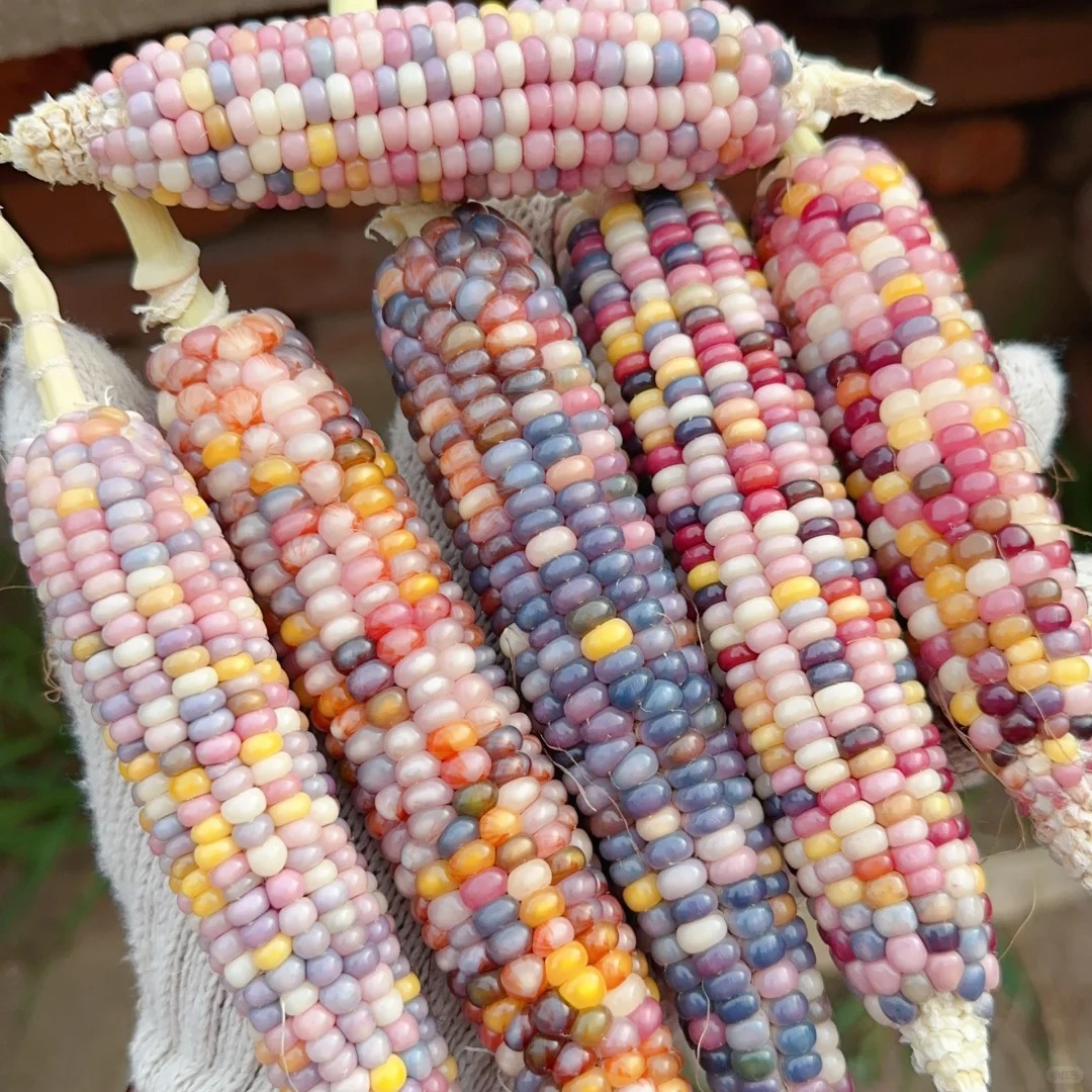 🦄Seltene🌽bunte Maissamen,🌈Regenbogensammlung