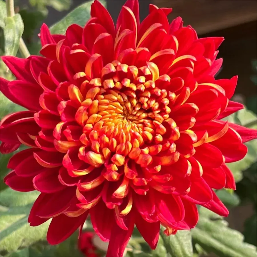 🌸 Große doppelblättrige Chrysanthemen - 50%+ Rabatt auf Premium-Samen 🎉💰