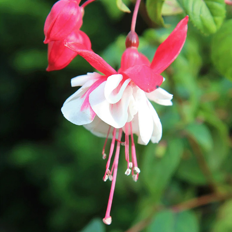 ❗Rabatt zum halben Preis🌺Fuchsiensamen🦄Zauberpflanze