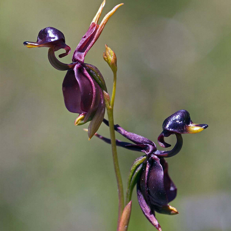 💖Rabatt zum halben Preis🌱Fliegende Entenorchideensamen🦄Magische Pflanzenserie