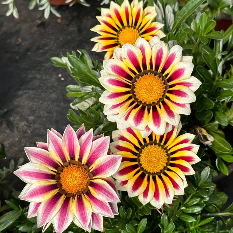 ❗Magische Pflanze💖Rote Sonnenblume✨Zeitlich begrenztes Angebot