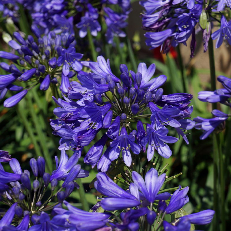 Agapanthus