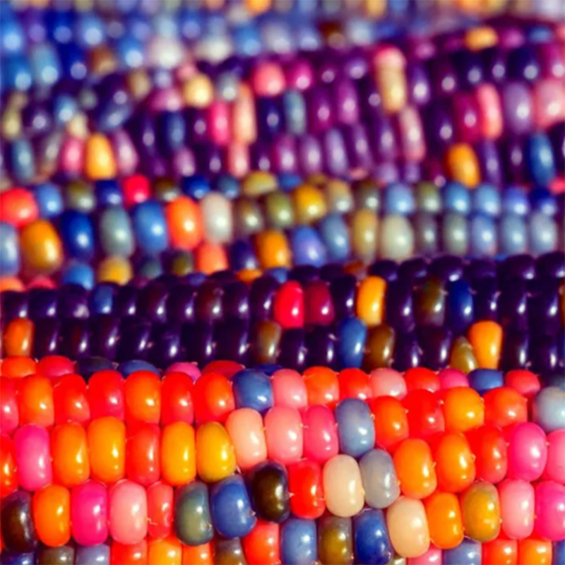 🦄Seltene🌽bunte Maissamen🌈Regenbogensammlung
