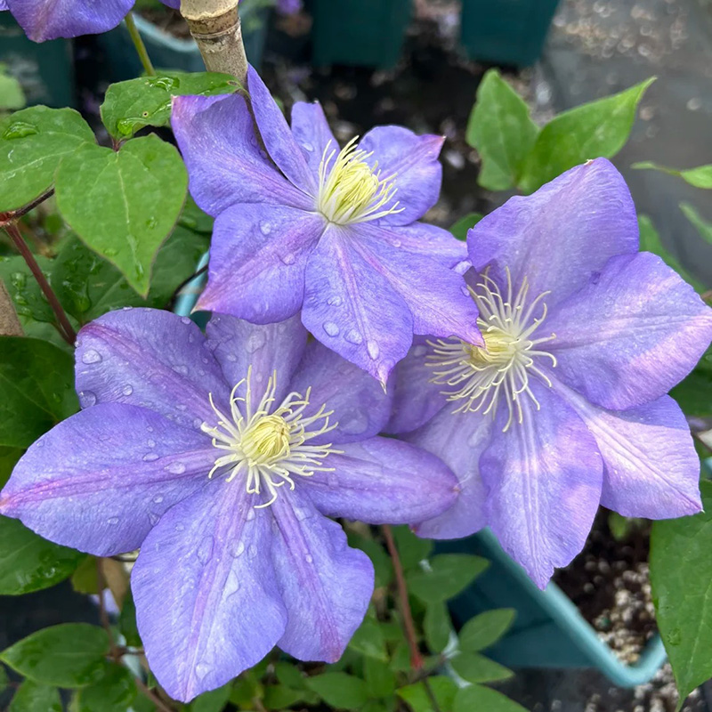🚀Heißer Verkauf🌿Mehrfarbige Clematis🌱Einfach zu pflanzen