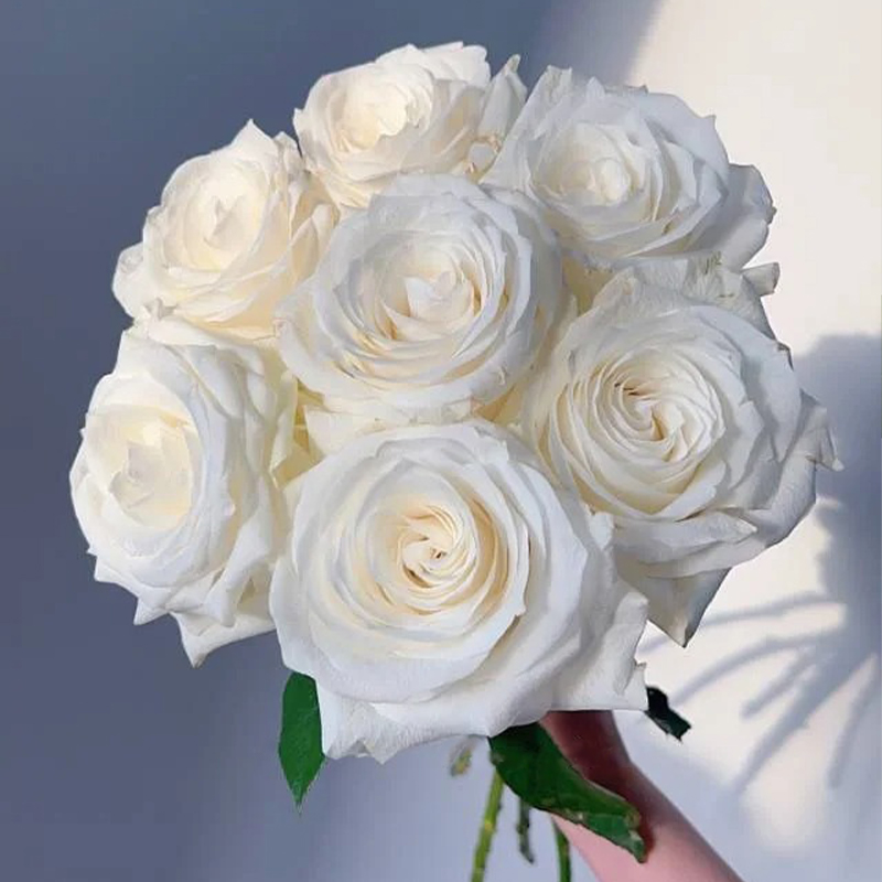 🥰Romantische Auswahl🌹Rosen Samen🌈Farbenfrohe Blumen