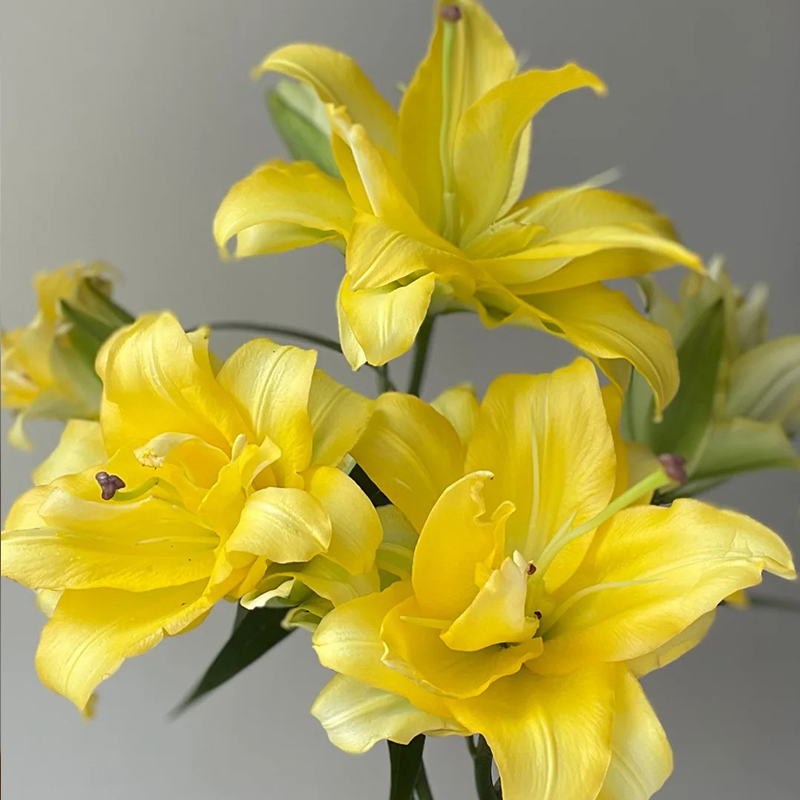 Duftende Gefüllte Lilien